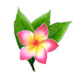 frangipani