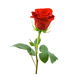 Rose de Damas