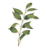 Bois de Santal