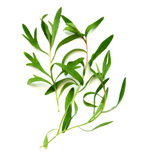Tea tree