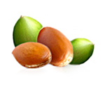 Actifs biologiques image Argan