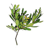 Huiles essentielles Myrte