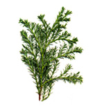 Huiles essentielles Cypres