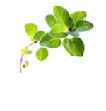 Huiles essentielles Origan