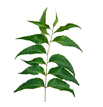 Huiles essentielles Neem