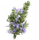 Huiles essentielles Romarin