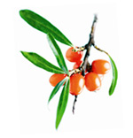 Actifs biologiques Argousier