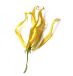 Huiles essentielles Ylang ylang